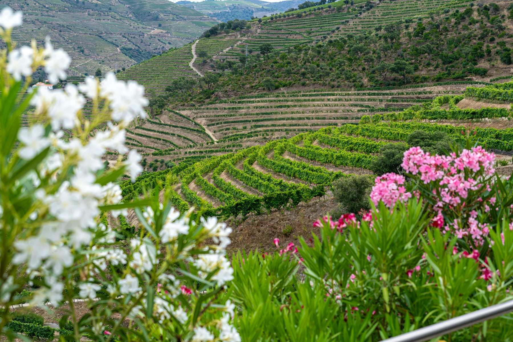 Terraced vineyards across the Douro Valley