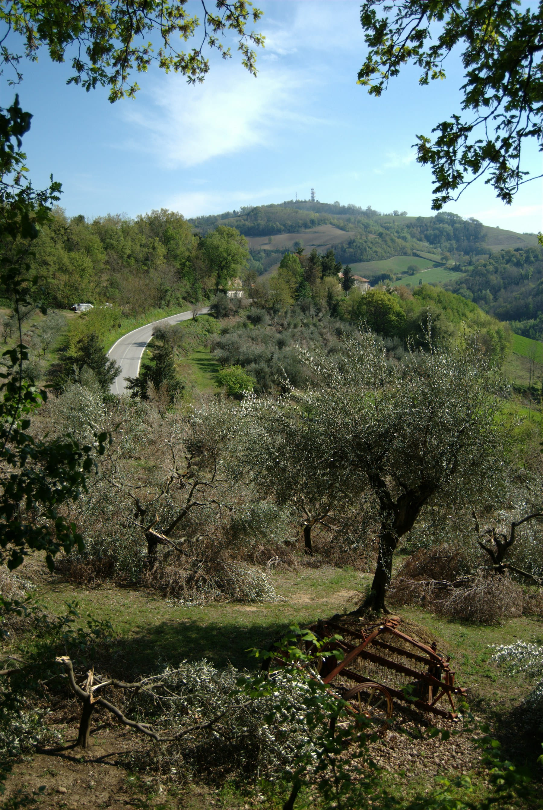 A road through an olive grove